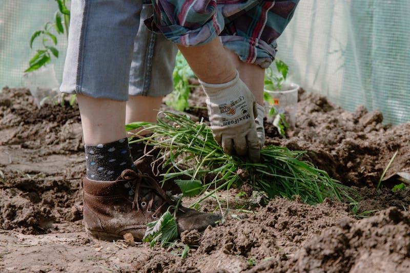 Gartenpflege und Unkraut jäten